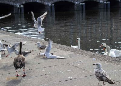 Fütterung der Wasservögel an der Binnenalster Hamburg 8049