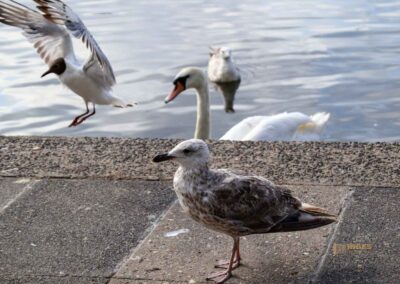 Fütterung der Wasservögel an der Binnenalster Hamburg 8056