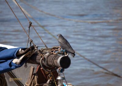 Museumshafen Oevelgönne Hamburg 0167
