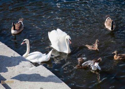 Schwäne an der Binnenalster Hamburg 0252