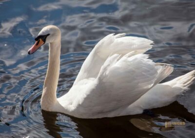 Schwäne an der Binnenalster Hamburg 0298