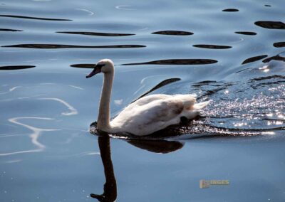 Schwäne an der Binnenalster Hamburg 0317