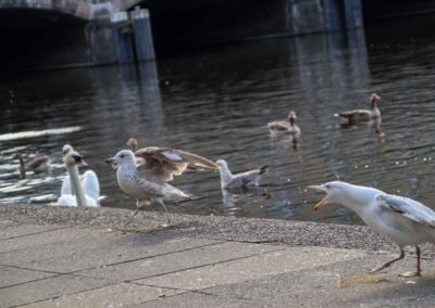 Schwäne an der Binnenalster Hamburg 7995