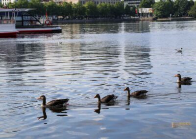 Wassertiere an der Binnenalster in Hamburg 7941