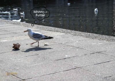 Wassertiere an der Binnenalster in Hamburg 7950_Bl