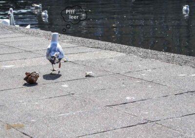 Wassertiere an der Binnenalster in Hamburg 7985_Bl