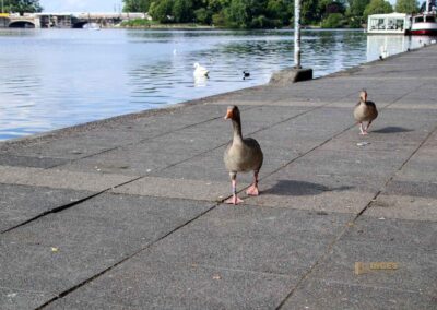 Wassertiere an der Binnenalster in Hamburg 7979