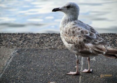Wassertiere an der Binnenalster in Hamburg 8009