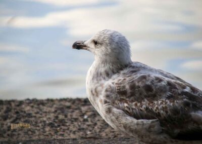 Wassertiere an der Binnenalster in Hamburg 8013