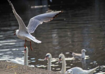 Wassertiere an der Binnenalster in Hamburg 8032