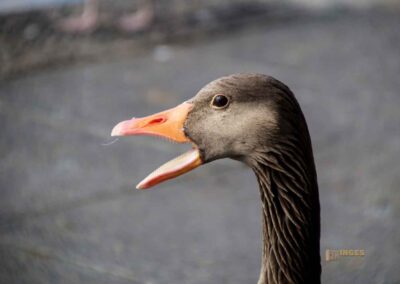Wassertiere an der Binnenalster in Hamburg 8068