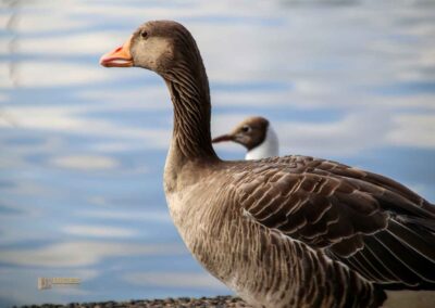 Wassertiere an der Binnenalster in Hamburg 8072
