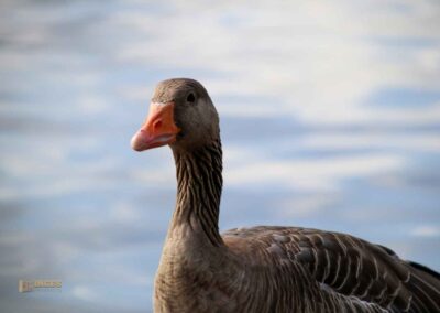 Wassertiere an der Binnenalster in Hamburg 8076