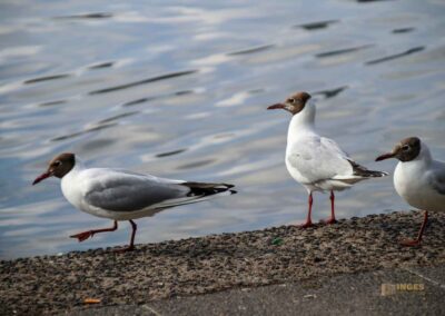 Wassertiere an der Binnenalster in Hamburg 8078