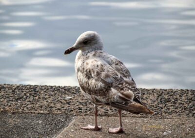 Wassertiere an der Binnenalster in Hamburg 8089