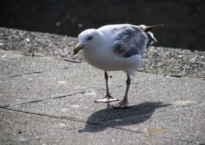 Wassertiere an der Binnenalster in Hamburg 8093