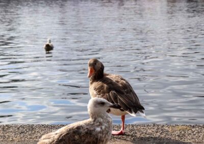 Wassertiere an der Binnenalster in Hamburg 8147