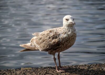 Wassertiere an der Binnenalster in Hamburg 8159