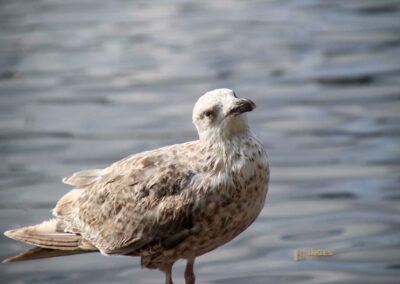 Wassertiere an der Binnenalster in Hamburg 8161