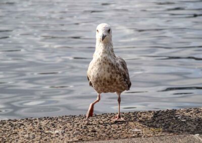 Wassertiere an der Binnenalster in Hamburg 8174