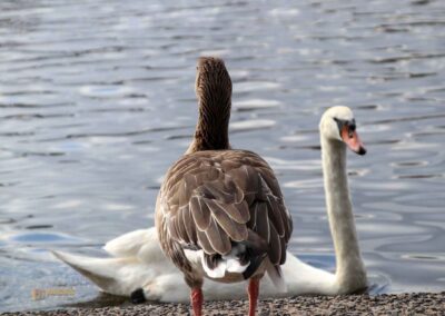 Wassertiere an der Binnenalster in Hamburg 8181