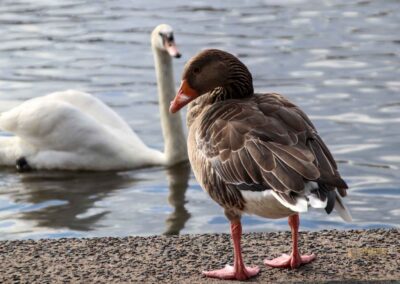 Wassertiere an der Binnenalster in Hamburg 8184