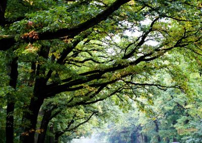 allee bei schloss stern prag 5075