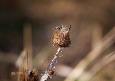 natur hochflaeche wilde sárka prag 0286