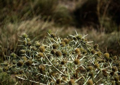 natur hochflaeche wilde sárka prag 9318