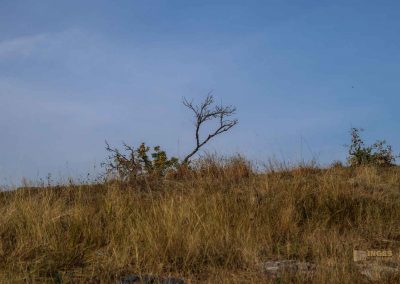 natur hochflaeche wilde sárka prag 9331