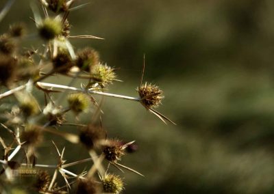 natur hochflaeche wilde sárka prag 9339