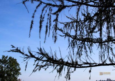 natur hochflaeche wilde sárka prag 9345
