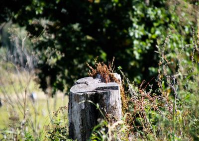 natur hochflaeche wilde sárka prag 9388