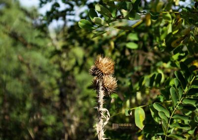 natur hochflaeche wilde sárka prag 9400