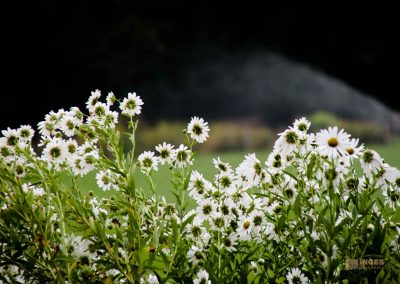 park vor schloss stern in prag 5014