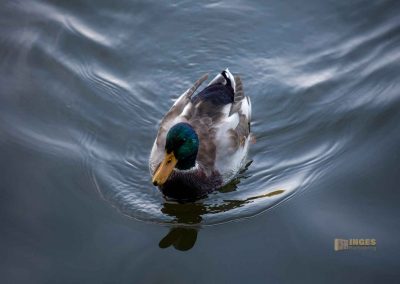 talsperre džbán wilde sárka prag 0357