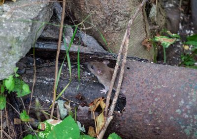 weg durch den wald zu schloss stern bei prag 0006