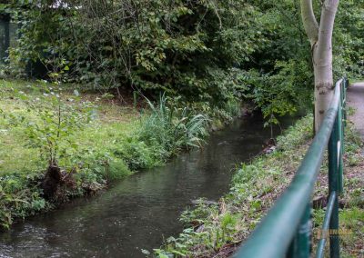 weg durch den wald zu schloss stern bei prag 4898