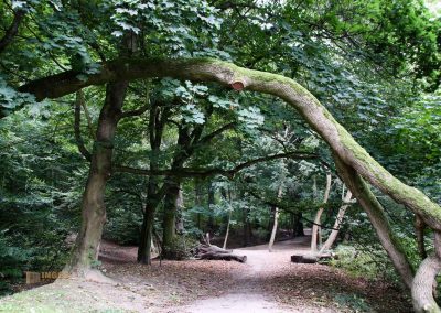 weg durch den wald zu schloss stern bei prag 4922