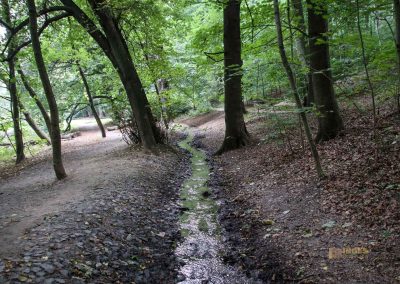 weg durch den wald zu schloss stern bei prag 4929