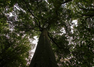 weg durch den wald zu schloss stern bei prag 4940