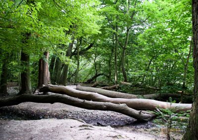 weg durch den wald zu schloss stern bei prag 4941