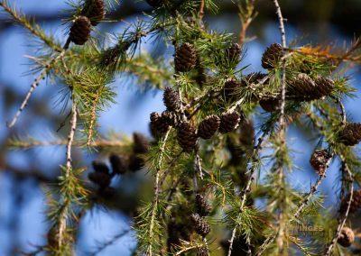 wilde sárka prag 0276