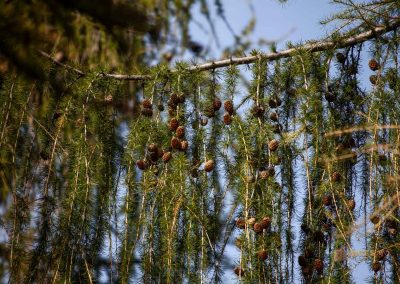 wilde sárka prag 0382