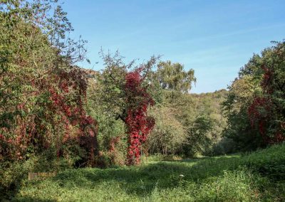 wilde sárka prag-liboc 9217