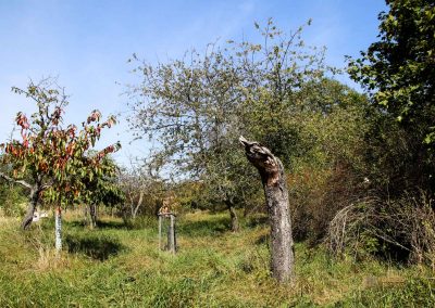 wilde sárka prag-liboc 9268