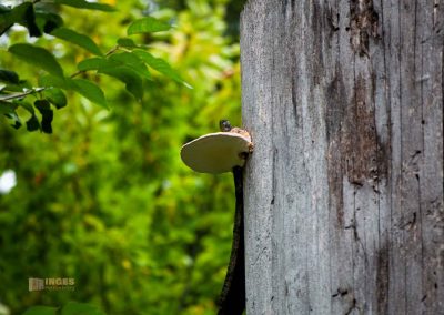 wildgehege schloss stern prag 0042