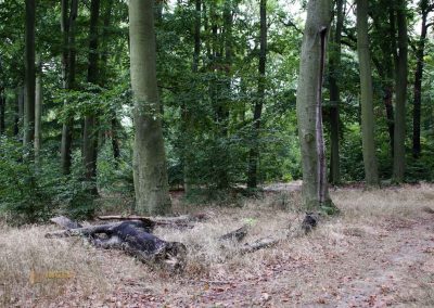 wildgehege schloss stern prag 5118