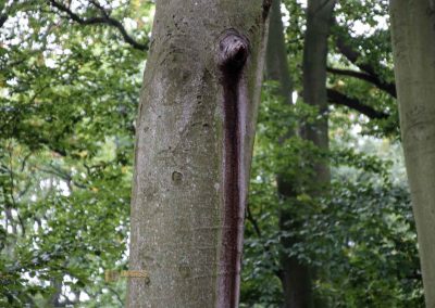 wildgehege schloss stern prag 5121