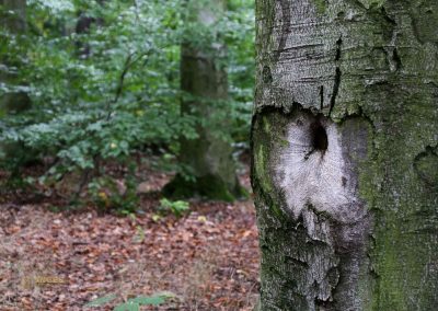 wildgehege schloss stern prag 5133